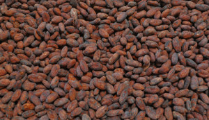 Raw Sorted Cacao Beans