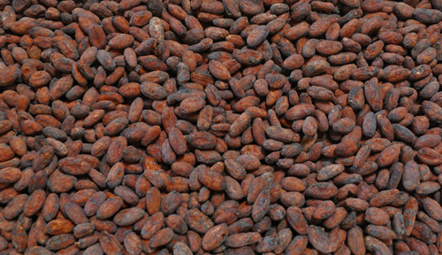 Raw Sorted Cacao Beans